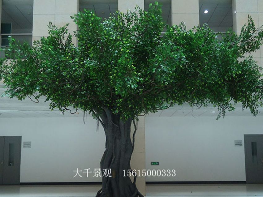 點擊查看詳細信息<br>標題：室內榕樹 閱讀次數：1575